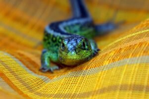 Creative photography ideas from smart devices